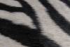 zebra-(2)